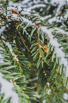 Tree nature branch snow Photo