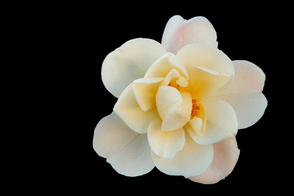 Foto Fiore pianta bianco petalo