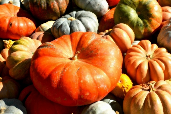 Foto Azienda agricola autunno rustico celebrazione