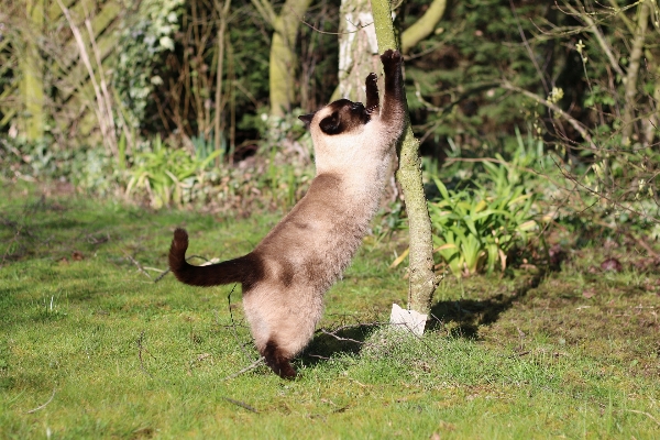 Foto Margasatwa peliharaan kucing mamalia