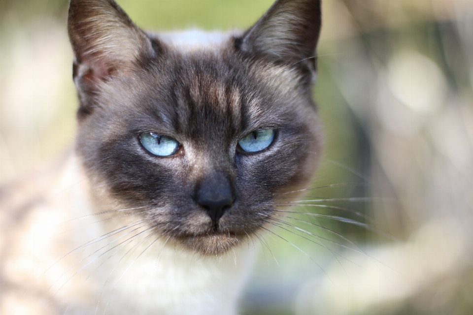 Kedi memeli fauna evcil hayvan
