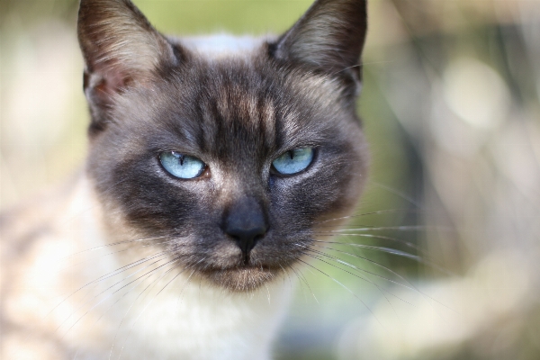 Cat mammal fauna domestic animal Photo