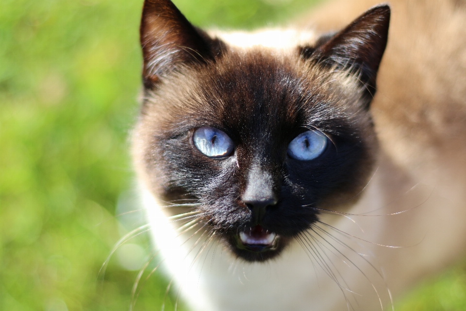 Mascota gato mamífero negro