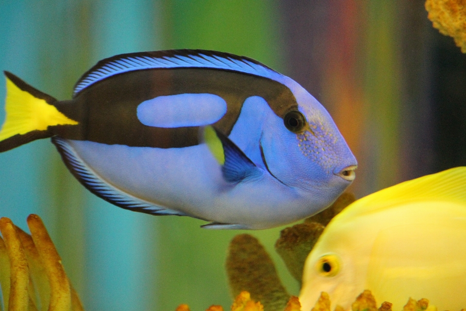 Flower underwater beak biology