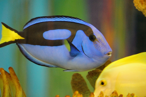 Flower underwater beak biology Photo