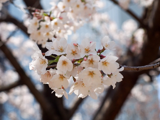 Branch blossom plant flower Photo