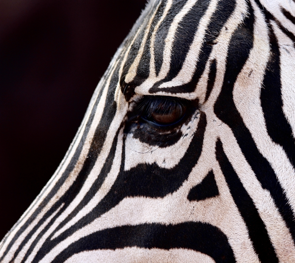 Schwarz und weiß
 säugetier fauna zebra