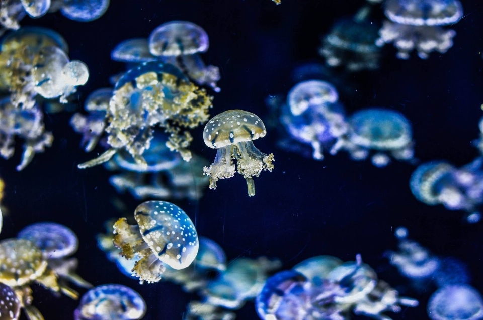 Water underwater biology glow