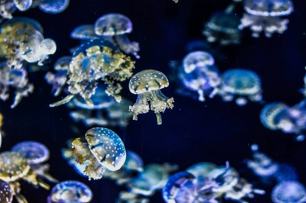 Water underwater biology glow Photo