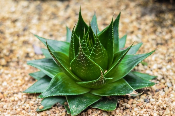 自然 花 植物 葉 写真