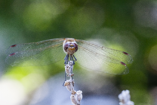 Nature wing photography flower Photo