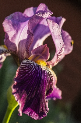 Nature blossom plant photography Photo