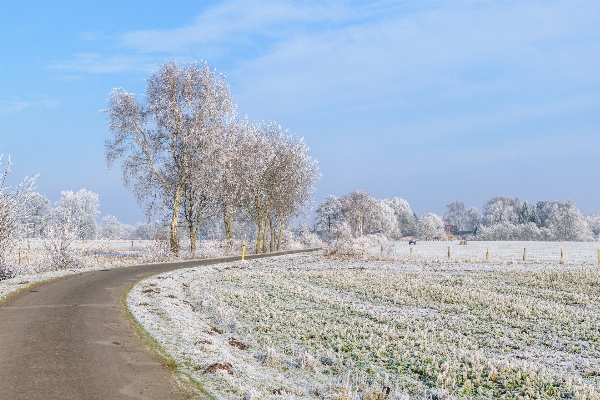 Landscape tree grass snow Photo