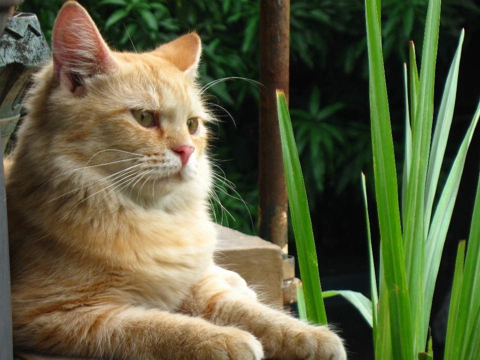 草 动物 宠物 小猫