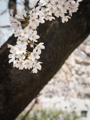 Tree branch blossom plant Photo