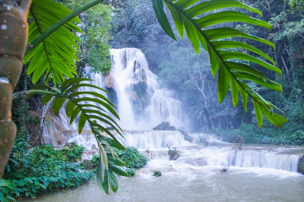 水 森 滝 密林 写真