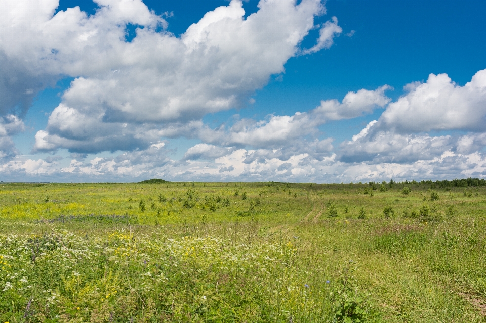 Paesaggio natura erba orizzonte