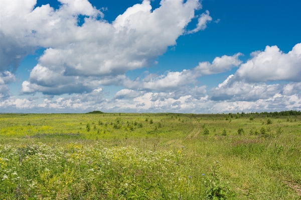 Landscape nature grass horizon Photo