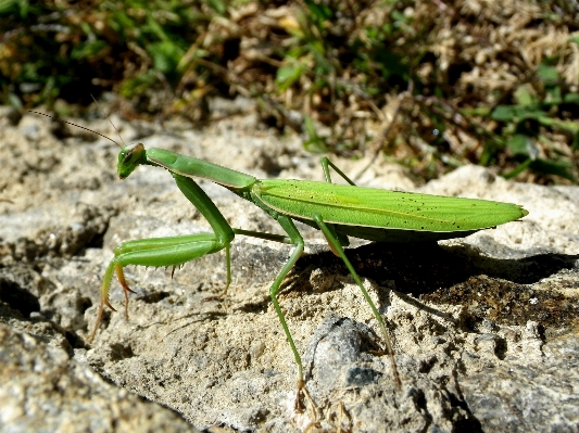 Nature grass leaf wildlife Photo