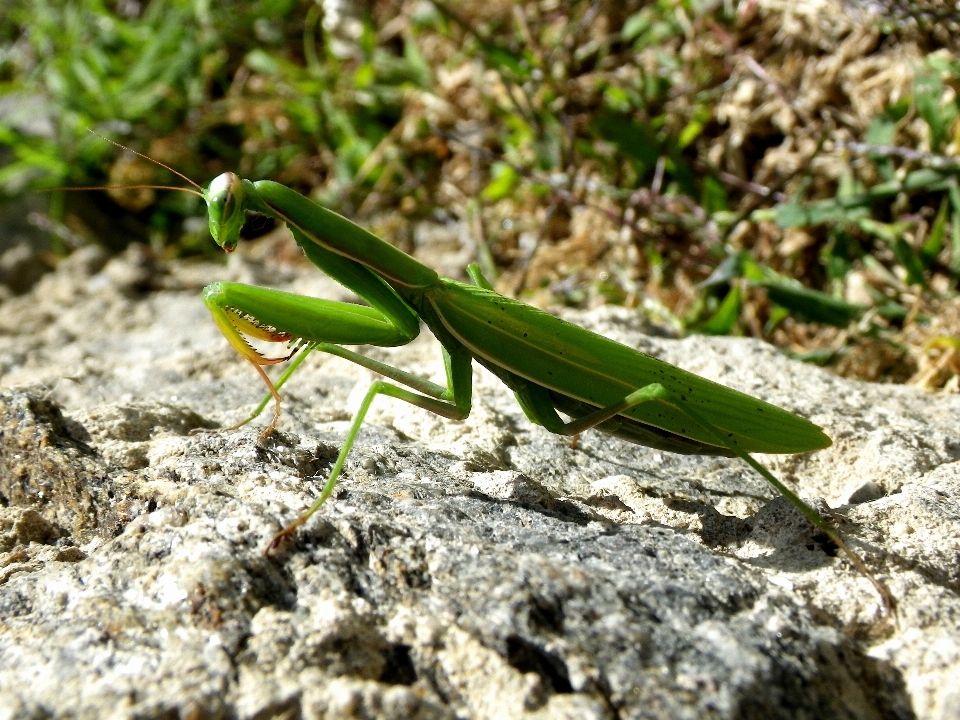 Natura fiore animali selvatici verde