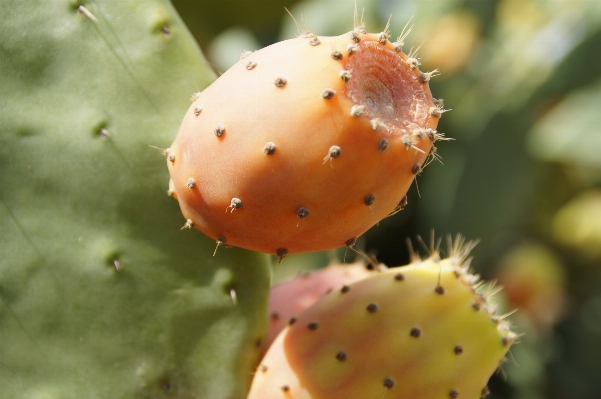 Foto Natureza espinhoso
 cacto
 plantar