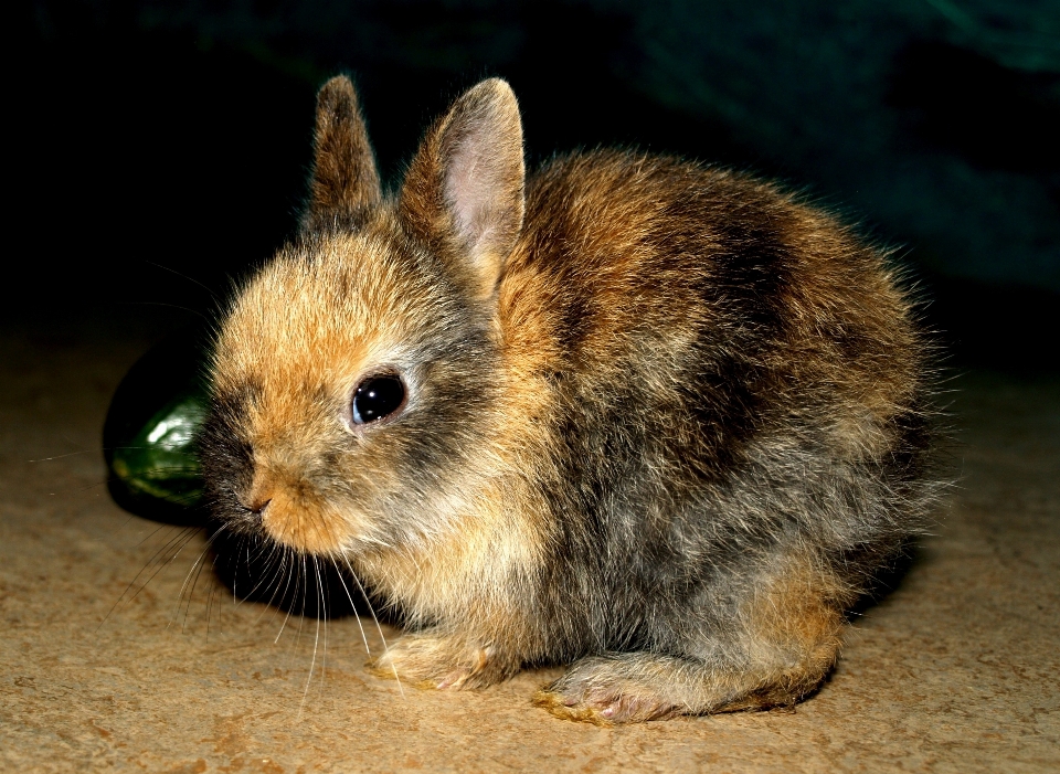 Doux faune mammifère fauna