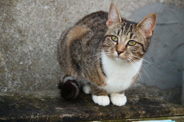 Foto Pelagem fofinho gatinho gato