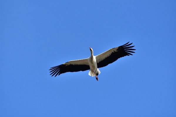 Foto Natureza pássaro asa céu