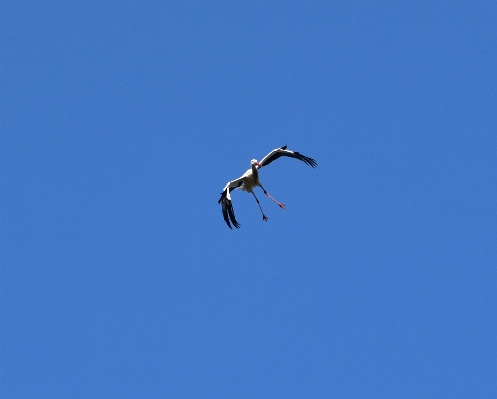 Foto Natureza pássaro asa céu