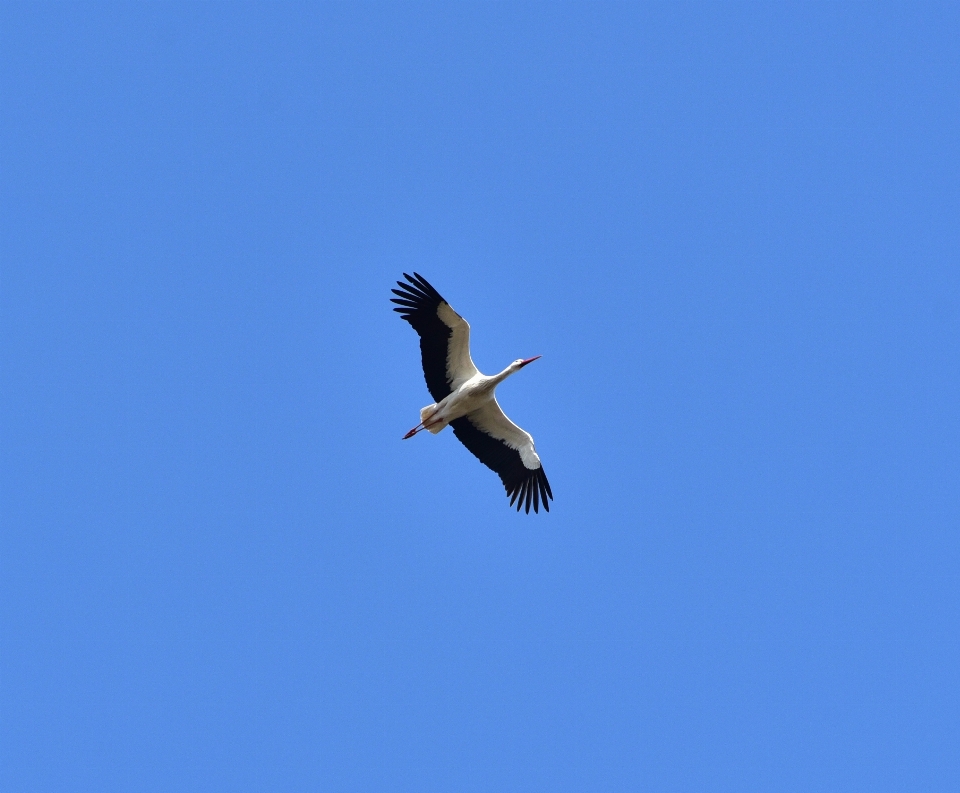 自然 鳥 羽 空