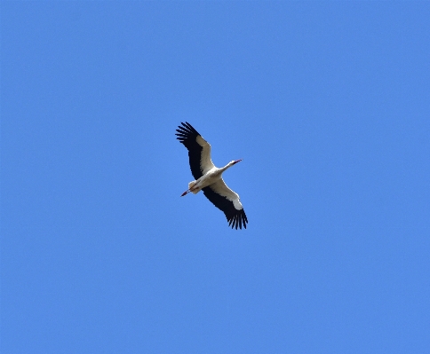 Foto Natureza pássaro asa céu