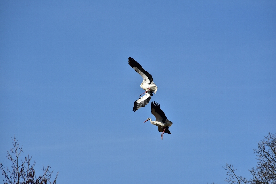 Naturaleza pájaro ala cielo