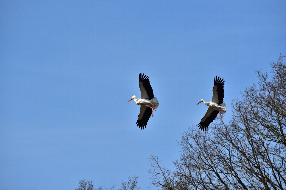 Nature bird wing sky