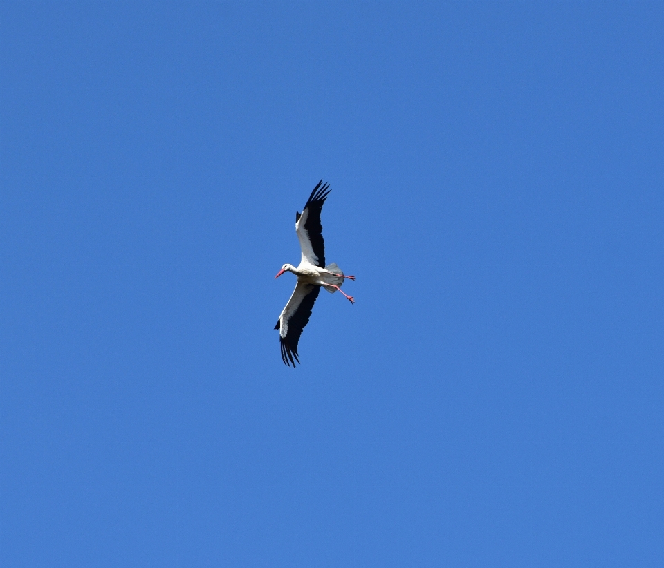 Naturaleza pájaro ala cielo