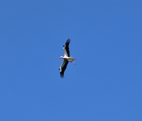 Foto Natureza pássaro asa céu