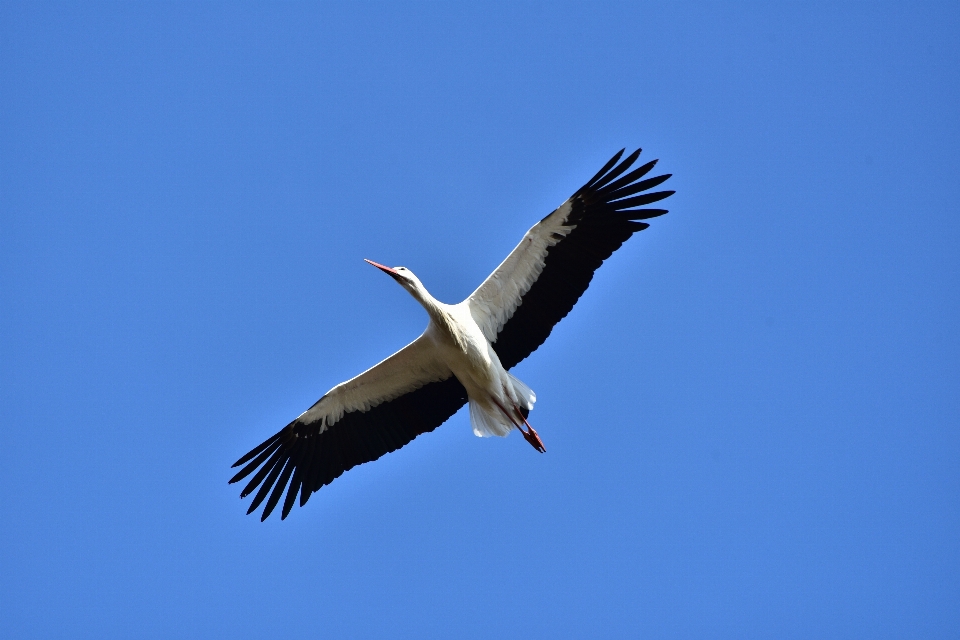 Natureza pássaro asa céu