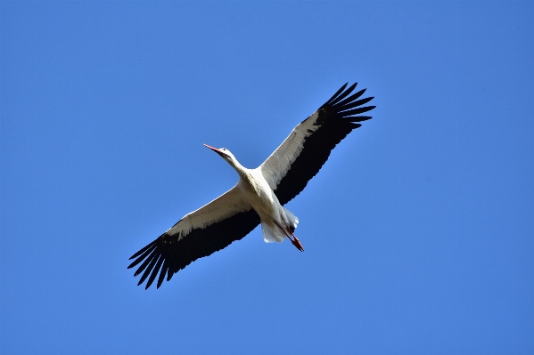 Foto Natureza pássaro asa céu