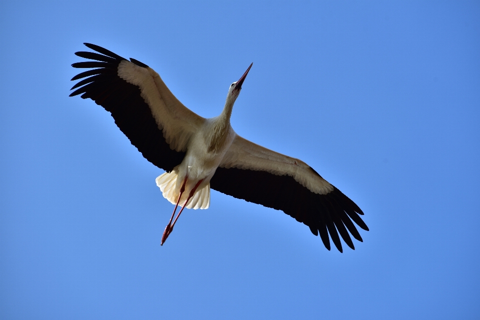 Nature bird wing sky