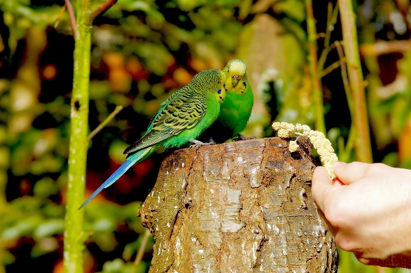 Nature branch bird leaf Photo