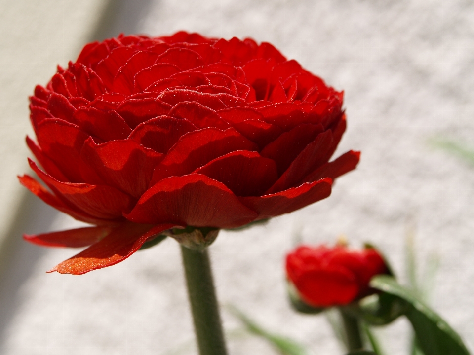 Usine fleur pétale rose