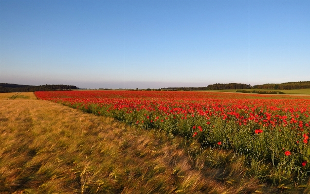 Landscape nature grass horizon Photo