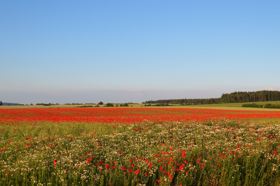 Landscape nature grass horizon