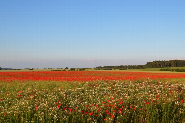 Landscape nature grass horizon Photo