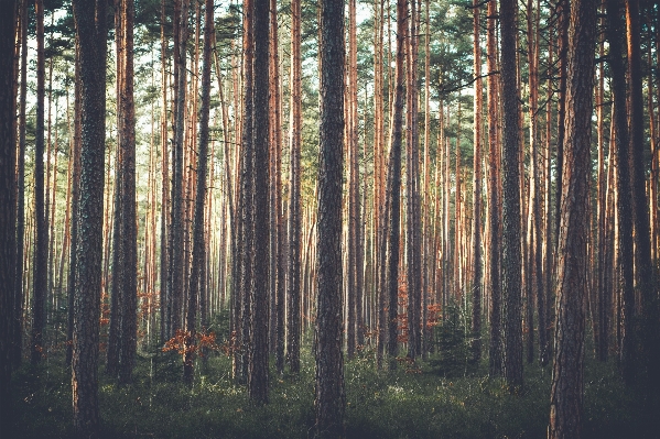 Tree nature forest swamp Photo