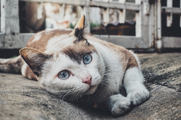 Photo Animal de compagnie chaton chat félin