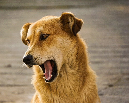 Foto Anjing satwa anjing
 peliharaan