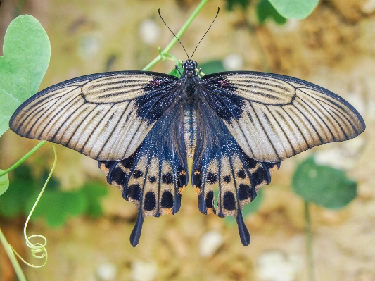 Nature wing leaf flower Photo