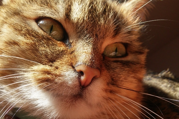 Reflection cat mammal close up Photo