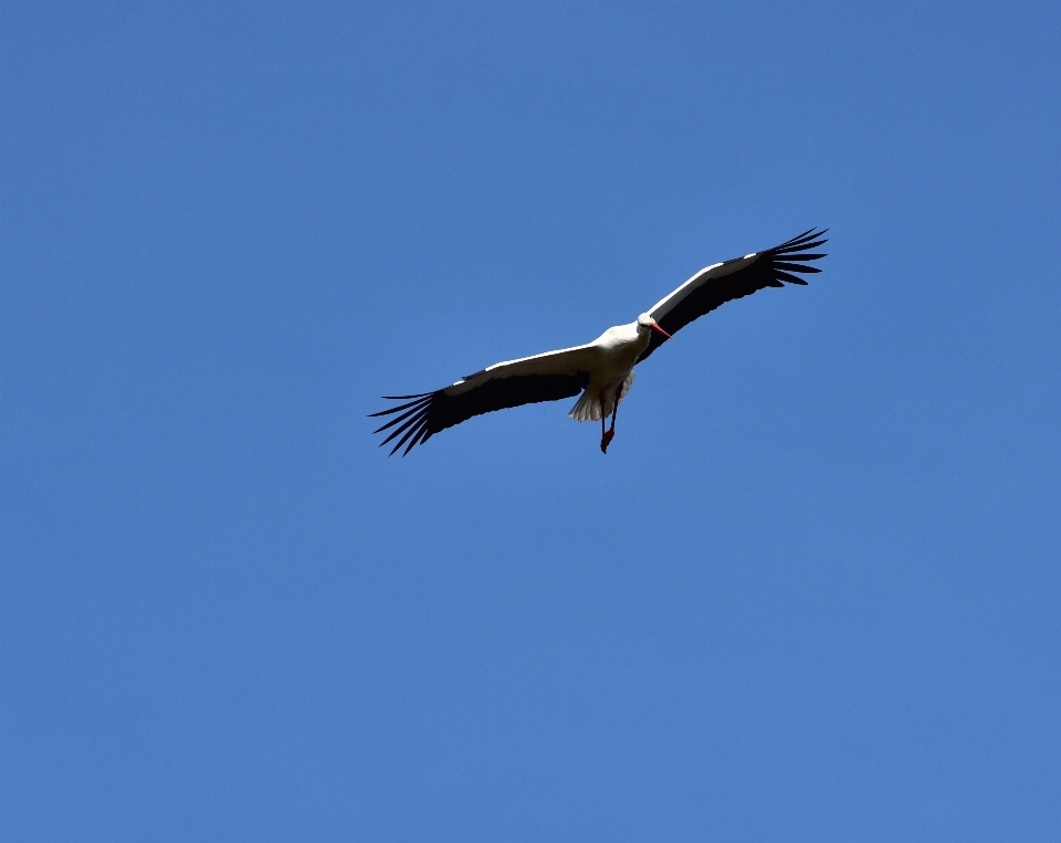 自然 鳥 羽 空