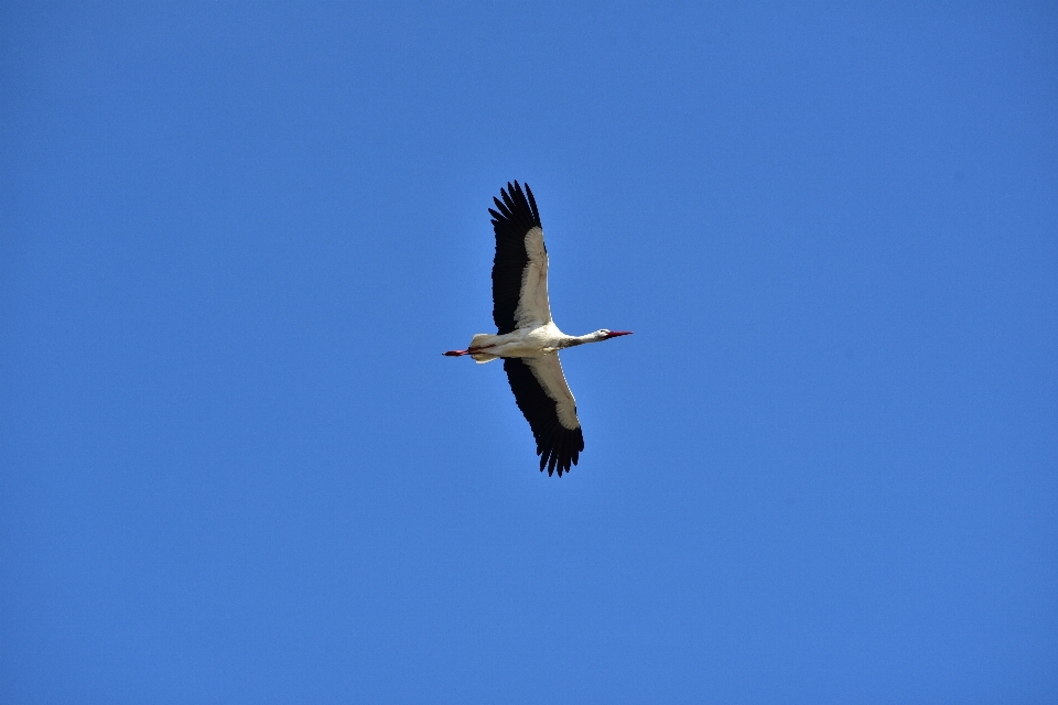 Natur vogel flügel himmel